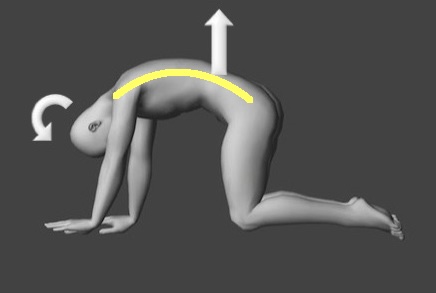 キャットエクササイズ画像1