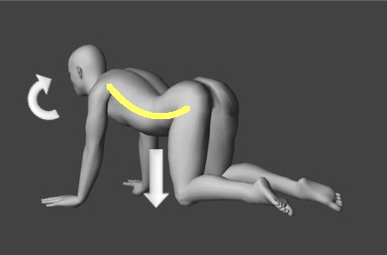 キャットエクササイズ画像2